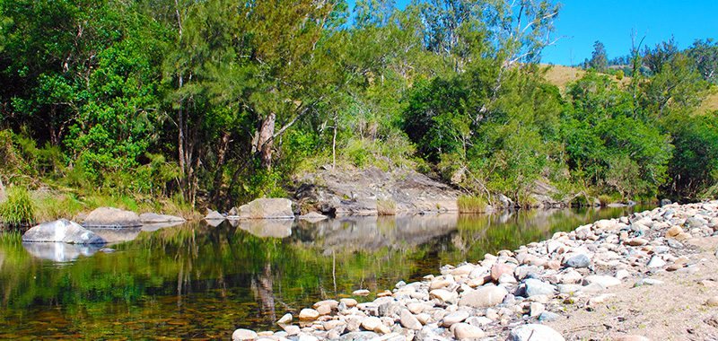 The Hastings River reflecting the trees