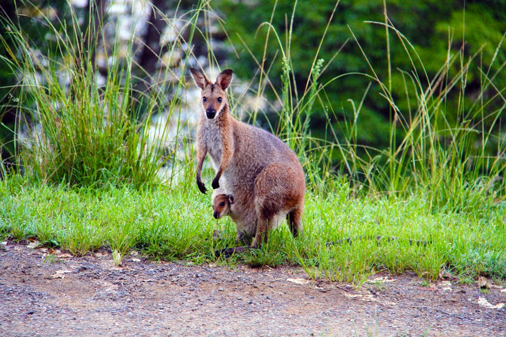 Wallaby with a joey in its pouch